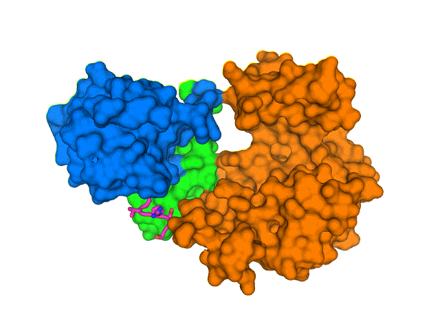 COVID-19病毒包膜蛋白