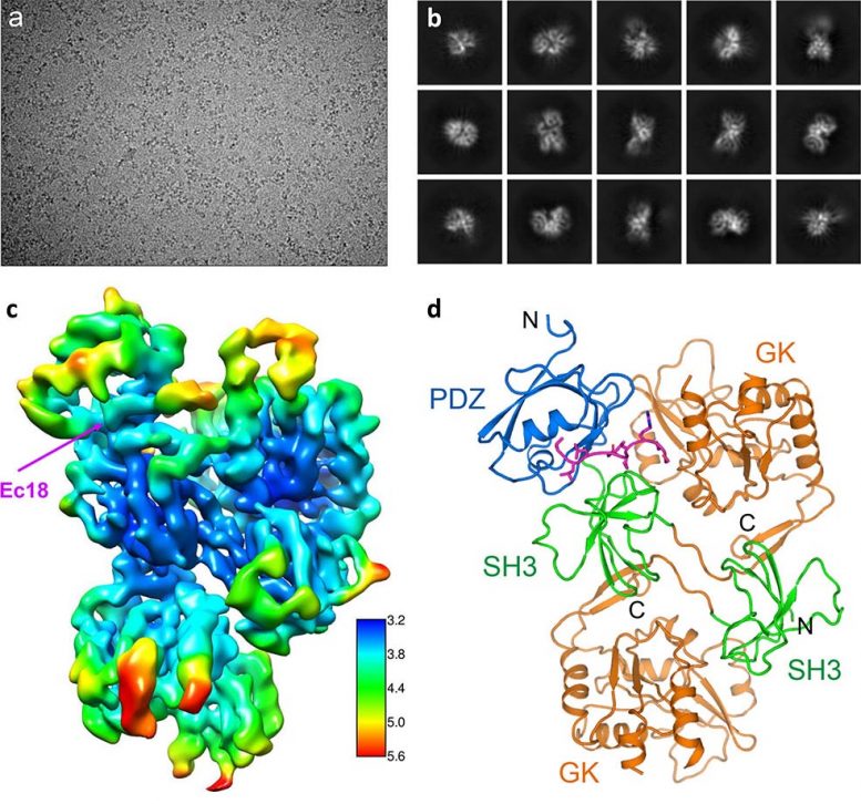 解码与人类 PALS 相关的 COVID-19 病毒 E 蛋白的结构