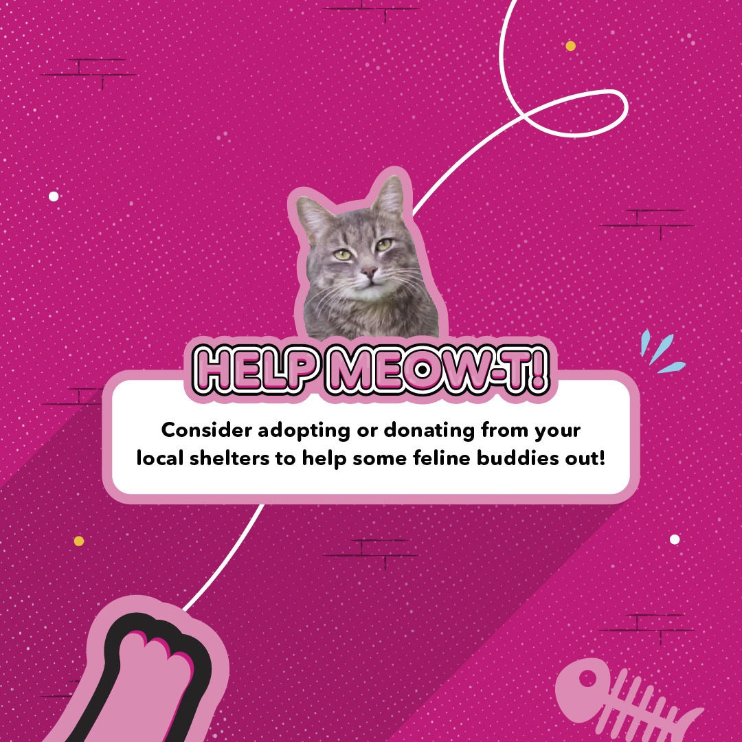 从8月8日起，大家可分享“S.I Home Shelter”面子书专页的帖子，帮助流浪猫找到一个家。
